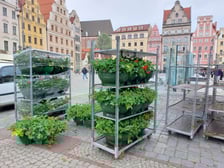 Pelargonie na wrocławskim Rynku