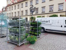 Pelargonie na wrocławskim Rynku