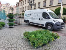 Pelargonie na wrocławskim Rynku