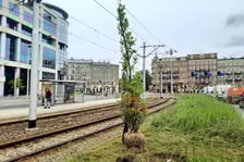 Nasadzenia debów na ul. Drobnera przy pl. Bema we Wrocławiu