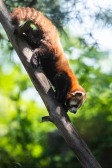 Livi, nowa panda mała we wrocławskim zoo