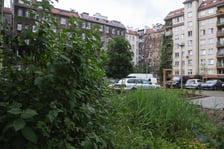 Zieleń na ulicy Daszyńskiego