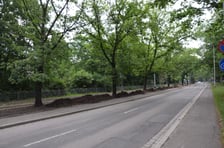 Dęby rosnące wzdłuż ulicy Olszewskiego otrzymują humus i ściółkę