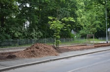 Dęby rosnące wzdłuż ulicy Olszewskiego otrzymują humus i ściółkę