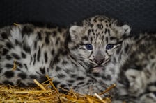 We wrocławskim zoo przyszły na świat pantery śnieżne