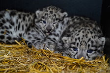 We wrocławskim zoo przyszły na świat pantery śnieżne