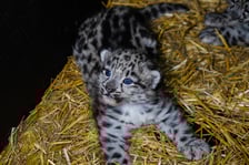 We wrocławskim zoo przyszły na świat pantery śnieżne