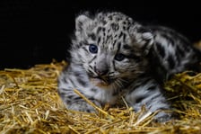 We wrocławskim zoo przyszły na świat pantery śnieżne