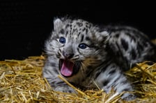 We wrocławskim zoo przyszły na świat pantery śnieżne
