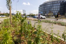 Zazieleniony teren pomiędzy p. Jana Pawła II a ul. Sokolniczą na ul. Legnickiej