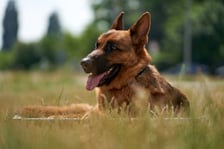 <p><strong>PO CZWARTE: zbyt mało snu i wypoczynku dla psa</strong></p>
<p>Pies musi mieć czas na sen i odpoczynek. To bardzo ważne. Najlepiej, jeśli śpi dwie trzecie doby - 16-18 godzin. Nawet 20 w przypadku szczeniak&oacute;w. Jeśli zwierzak śpi mniej niż 14 godzin na dobę, to my to nazywamy "psem zombie". Ma bardzo dużo energii, kt&oacute;ra może przerodzić się w agresję, a za mało snu. Jest rozdrażniony, nie potrafi się skoncentrować. Wszystko go denerwuje. Trzeba nauczyć go tego odpoczywania. Dieta i regeneracja to podstawa.</p>