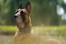 <p><strong>PO PIĄTE: złe narzędzia albo ich brak</strong></p>
<p>Za duże albo za małe szelki. Źle dopasowana obroża. To powoduje, że na spacerze nie mamy odpowiedniej kontroli nad psem. Jeżeli bywa agresywny, a jest w szelkach i podejdziemy z nim do innego psa, to podczas ataku odciągniemy tylko tuł&oacute;w, a głowa i tak zrobi swoje. W takim przypadku obroża jest bezpieczniejsza. Z innych narzędzi - za długa albo za kr&oacute;tka linka czy smycz na spacerze - to wszystko powoduje, że ten pies ma za dużo albo za mało eksploracji. Nie chce chodzić przy nodze, trudno go kontrolować podczas spaceru w mieście. Warto też zwracać uwagę na ż&oacute;łte obroże "Nie podchodź!" - znak, że pies może być agresywny.</p>