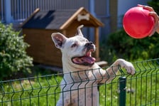 <p>7-letni amstaff Bandziorek do schroniska trafił z interwencji. Miał ogromnego guza na łapce, kt&oacute;ry w schronisku został zoperowany. Bandziorek to radosny psiak, kt&oacute;ry wprost uwielbia ludzi. Nie lubi za to innych obcych ps&oacute;w. Bandzior jest "w sam raz" - lubi poszaleć, ale r&oacute;wnocześnie chętnie pośpi na wygodnym legowisku :)</p>