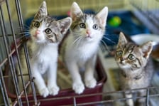<p>Do schroniska codziennie trafiają kociaki. Część z nich jest już gotowa do adopcji, a inne muszą jeszcze przejść obowiązkową kwarantannę. W licznym stadku maluch&oacute;w są zar&oacute;wno kocury, jak i kotki. Są kochane i potrzebują wspaniałych opiekun&oacute;w! Odpowiedzialnych ludzi wrocławskie schronisko zaprasza na miejsce, gdzie można poznać kocięta i podarować dom. Proponujemy adopcję w tzw. "dwupaku" - kociaki świetnie czują się w swoim towarzystwie, a człowiek może obserwować ich przyjaźń i długie wsp&oacute;lne zabawy.</p>