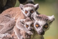 <p>Lemur katta</p>