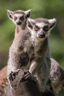 <p>Lemur katta</p>