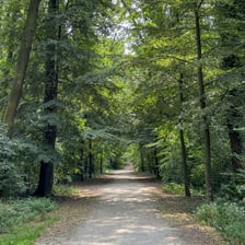 Lasek Oporowski jest pod ochroną. Zyskał status użytku ekologicznego.