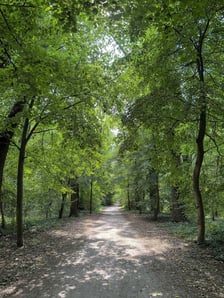 Lasek Oporowski jest pod ochroną. Zyskał status użytku ekologicznego.