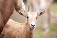 W Zoo Wrocław urodziły się młode milu i oryksy