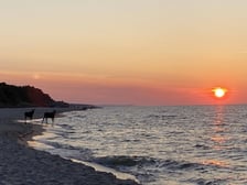 Łosie kąpiące się w Bałtyku przy plaży w Jastarni.