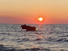 Łosie kąpiące się w Bałtyku przy plaży w Jastarni.