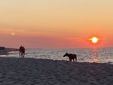 Łosie kąpiące się w Bałtyku przy plaży w Jastarni.