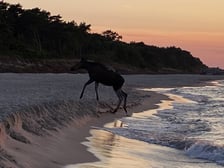 Łosie kąpiące się w Bałtyku przy plaży w Jastarni.