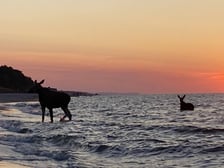 Łosie kąpiące się w Bałtyku przy plaży w Jastarni.