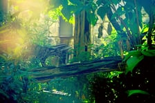 Międzynarodowy Dzień Pantery Mglistej we wrocławskim zoo