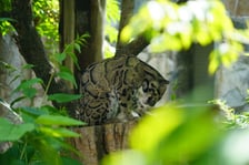 Międzynarodowy Dzień Pantery Mglistej we wrocławskim zoo