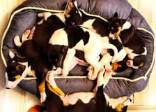 <p><strong>Bentley, Bugatti, Ferrari, Porsche, Lamborghini</strong></p>
<p>(na zdjęciu jeszcze z siostrami, kt&oacute;re już trafiły do adopcji)</p>
<p>Zwierzęca Nadzieja: "Za domami stałymi rozgląda się pięciu chłopc&oacute;w. Szczeniaki będą mogły iść do adopcji od 26 sierpnia, obecnie muszą być jeszcze przy mamie, jednak można już rozpocząć procedurę adopcyjną i podpisać umowę wstępną. Pieski są kudnelkami, a ich mama waży 11 kg i po wydaniu maluch&oacute;w będzie r&oacute;wnież do adopcji. Pieski znajdują się w domu tymczasowym we Wrocławiu. W przypadku zainteresowania adopcją, obowiązuje rozmowa telefoniczna, wizyta w Państwa miejscu zamieszkania przed adopcją, podpisanie umowy. Prośmy o SMS Bentley, Bugati, Ferrari, Porsche, Lamborghini na nr +48 503 093 072".</p>
<p>&nbsp;</p>