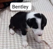 <p><strong>Bentley</strong></p>