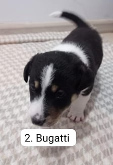 <p><strong>Bugatti</strong></p>
<p>Zwierzęca Nadzieja: "Jesteś zainteresowany adopcją? Napisz do nas na messengera lub wyślij SMS na numer +48 503 093 072 z podstawowymi informacjami typu: gdzie i w jakiej miejscowości piesek miałby zamieszkać, z kim (skład rodziny), czy każdy z domownik&oacute;w się zgadza na adopcję. Jakie masz mieszkanie / dom/ wynajęte, własne, komunalne, socjalne? itd. My zrobimy wizytę w miejscu twojego zamieszkania, jak będzie wszystko OK., to podpisujemy umowę rezerwacyjną i przestajemy szukać psu domku".</p>