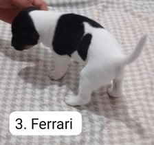 <p><strong>Ferrari</strong></p>
<p>- Proszę przemyśleć swoją decyzję o adopcji, czy faktycznie są Państwo gotowi na nowego członka rodziny i czy macie takie możliwości, ponieważ rodzina od czasu podpisania umowy rezerwacyjnej, godzi się na utrzymanie swojego pieska w domu tymczasowym, tzn. zamawia dla niego podkłady oraz wskazaną karmę - dodaje Małgorzata Kowal-Luber.</p>