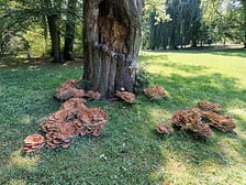 Flagowiec Olbrzymi w parku Szczytnickim we Wrocławiu