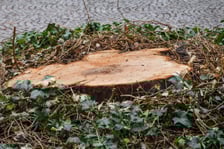 Dziedziniec Ossolineum, na którym rósł ponad stuletni kasztanowiec