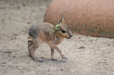 Mary patagońskie z wrocławskiego zoo