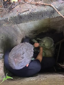 Akcja ratunkowa. Pan Zbyszek, pracownik schroniska wyciąga ze studzienki uwięzionego psa