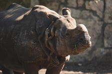 Nosorożce z wrocławskiego zoo
