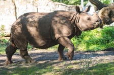 Nosorożce z wrocławskiego zoo