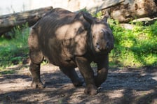 Nosorożce z wrocławskiego zoo
