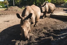 Nosorożce z wrocławskiego zoo