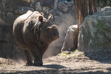 Nosorożce z wrocławskiego zoo