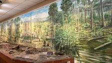 Eksponaty z niedzielnego Pikniku Paleontologicznego we Wrocławiu