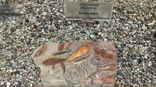 Eksponaty z niedzielnego Pikniku Paleontologicznego we Wrocławiu