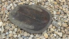 Eksponaty z niedzielnego Pikniku Paleontologicznego we Wrocławiu