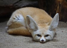 Wild Run to bieg charytatywny. Zebrane dzięki niemu pieniądze zostaną przeznaczone na pomoc zagrożonym zwierzętom w Afryce.