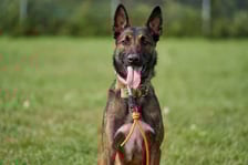 <p><span style="background-color: transparent;">Haku to młody pies w typie "malinosa". Do schroniska oddał go właściciel. Haku jest bardzo miły, wylewny i błyskawicznie związuje się z nowym opiekunem. Uwielbia zajęcia u boku człowieka - potrafi się pięknie skupić i pracować. Pies ma wielki potencjał!</span></p>