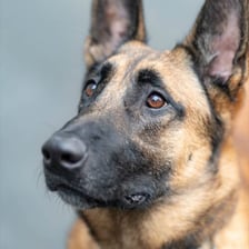 Hachi. Przebywa w EKOSTRAŻY we Wrocławiu. Kontakt: 501 639 535