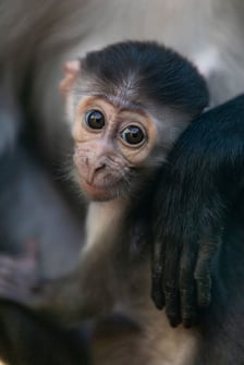 <p>Mangaba ma uśmiech jak Mona Lisa. Jest dzieckiem Mangababy i Zgredka i przyszła na świat we wrocławskim ogrodzie zoologicznym.</p>
